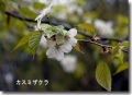 カスミザクラ