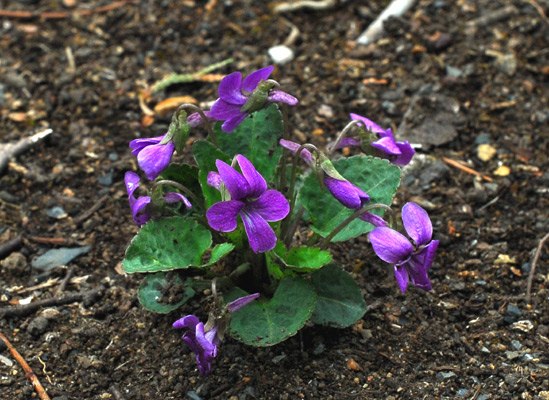 アカネスミレの画像