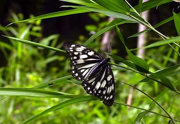 ゴマダラチョウの画像