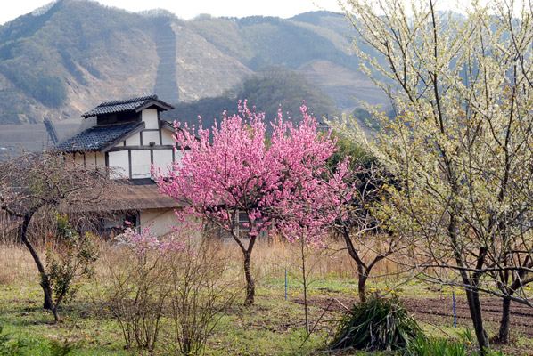 春の里の画像