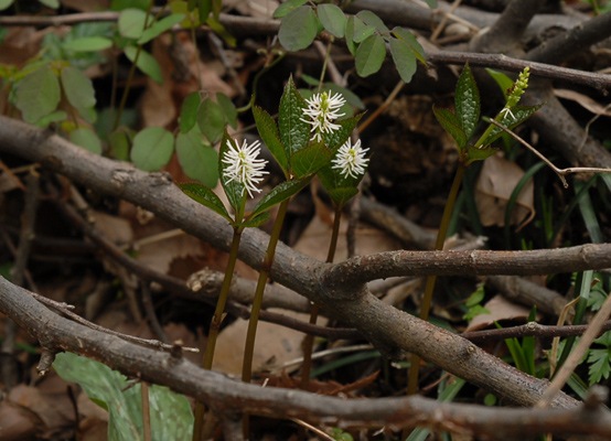 ヒトリシズカの画像