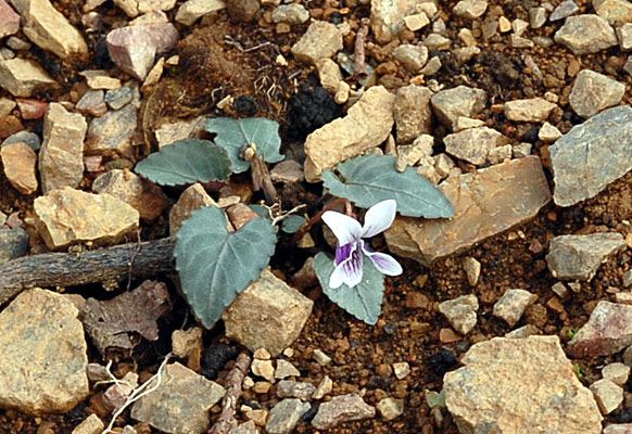 フモトスミレの画像