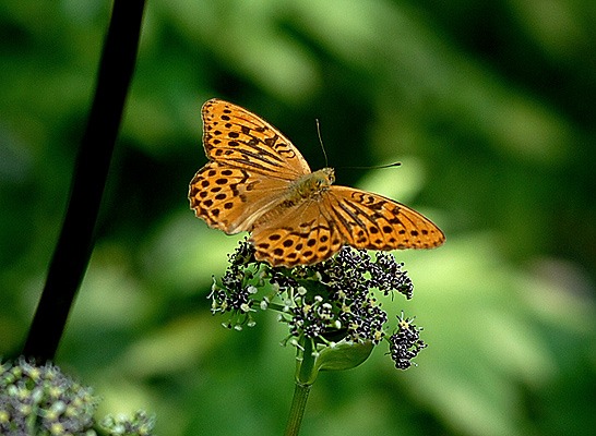 ミドリヒョウモンの画像