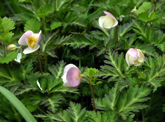 イチリンソウの画像