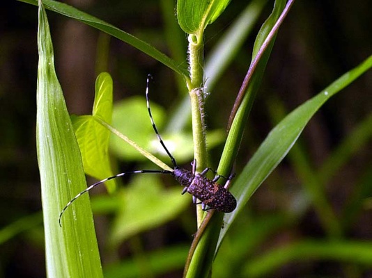 カミキリムシの画像