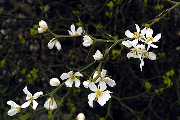 カラタチの花の画像