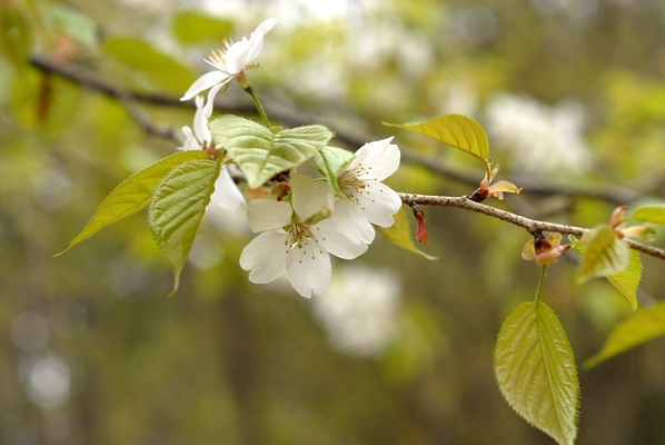 カスミザクラの画像