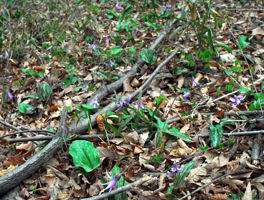 カタクリの群落の画像