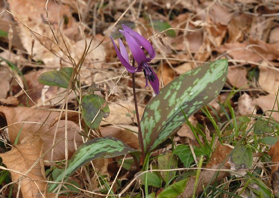 カタクリの画像