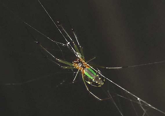 きれいなクモの画像