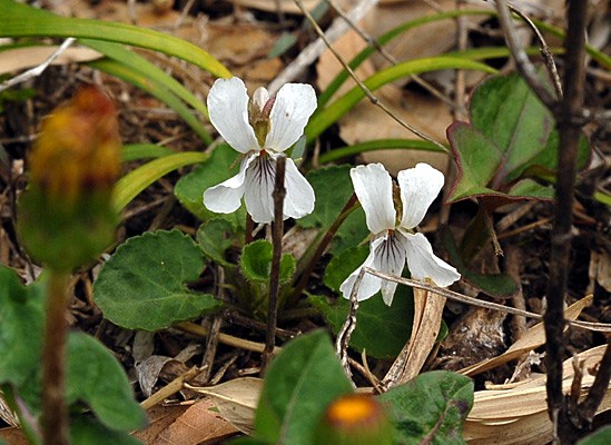 マルバスミレの画像