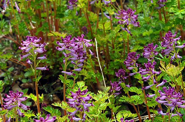 ムラサキケマンの画像