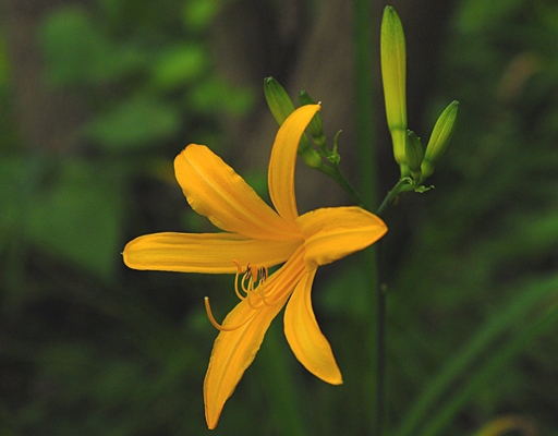 ニッコウキスゲの画像