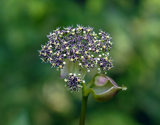 ノダケの花の画像