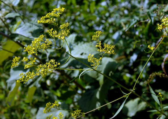 オミナエシの画像