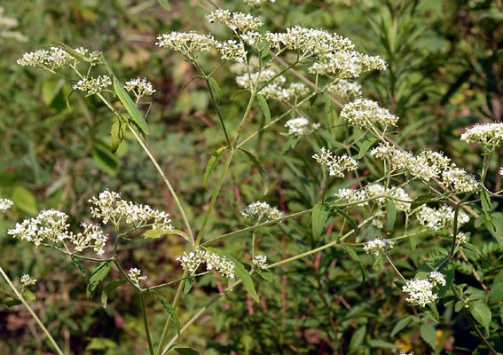 オトコエシの画像