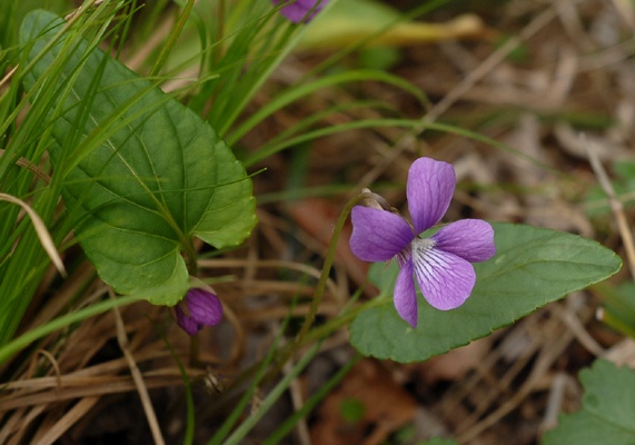 サクラスミレの画像