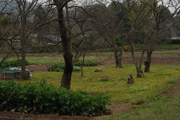 タンポポの絨毯の画像
