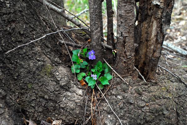 タチツボスミレの画像