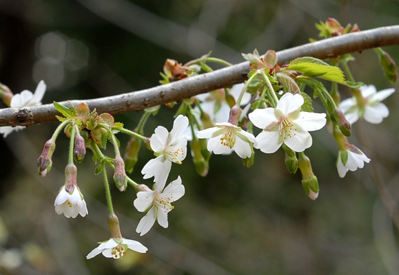 チョウジザクラの画像