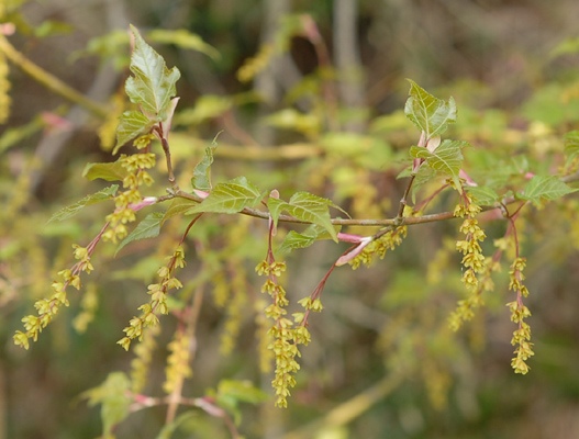 ウリカエデの画像