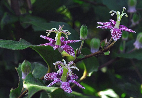 ヤマジノホトトギスの画像
