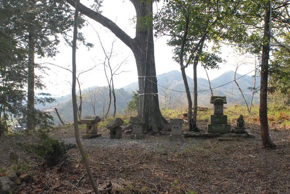 山頂の神様（大きな木）の画像