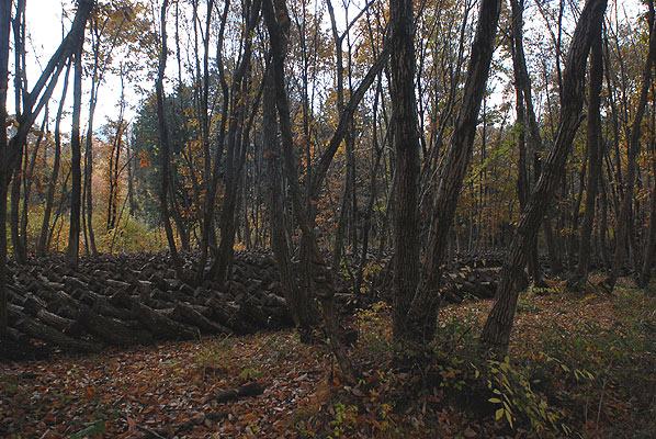 晩秋の雑木林の画像
