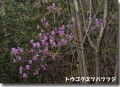 トウゴクミツバツツジ